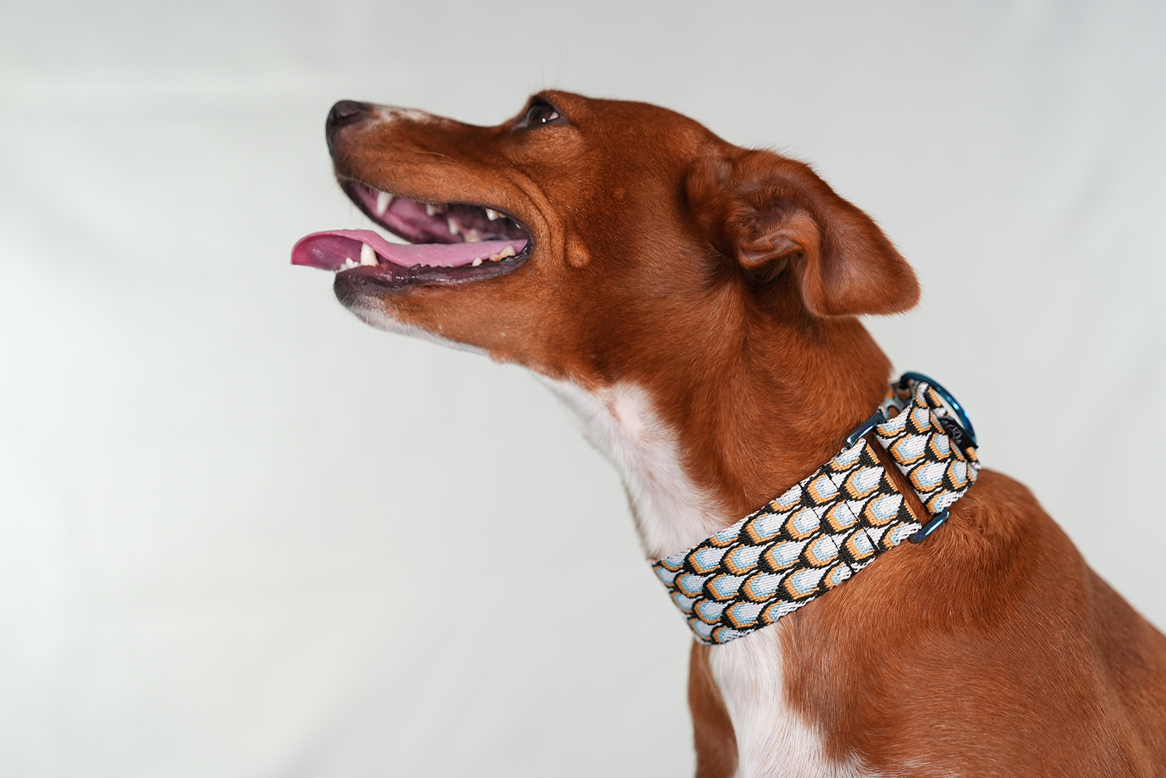 Pack Collar Ancho Love Addiction - Azul y Amarillo - Imagen 9