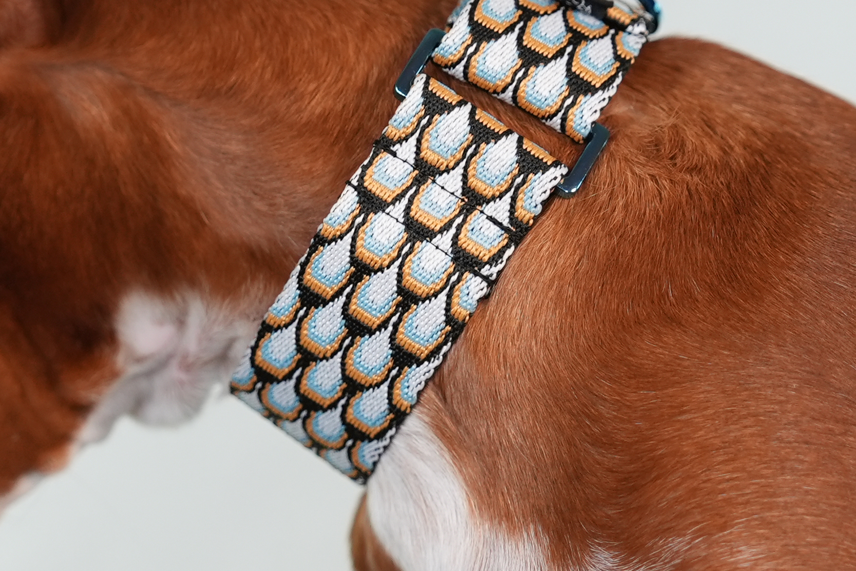 Pack Collar Ancho Love Addiction - Azul y Amarillo - Imagen 10